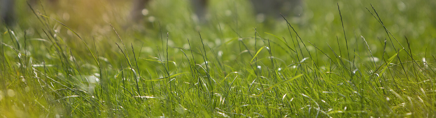 Close up of grass blowing in the wind