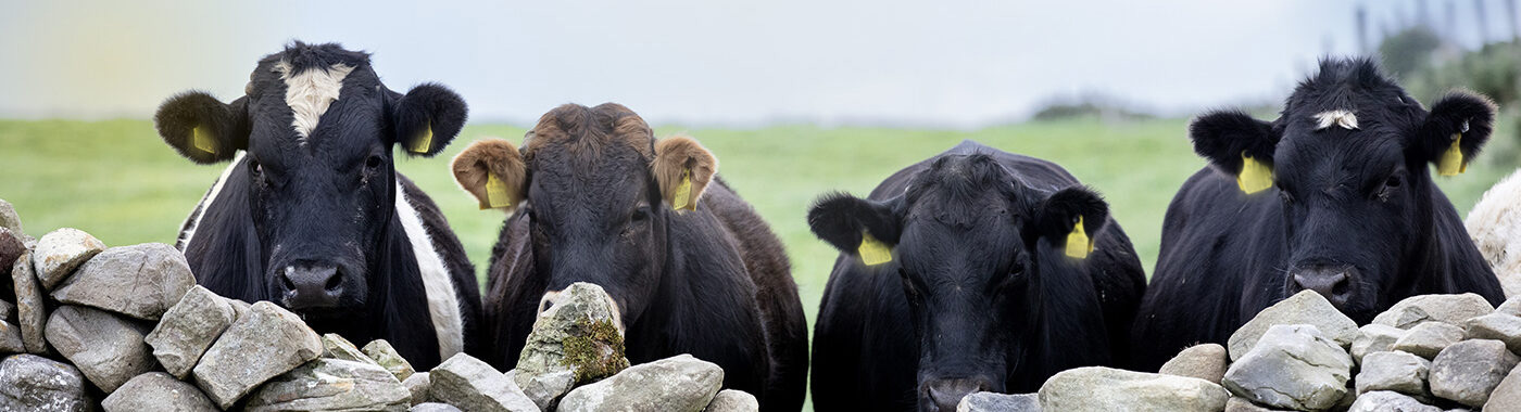 ABP cows looking over a wall